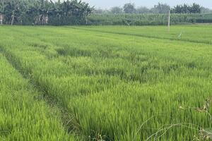 Quảng Ngãi: Chuột hoành hành trên đồng lúa