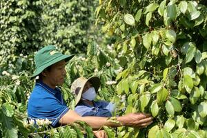 Giá tiêu hôm nay 20/3: Tăng trở lại tại Đắk Lắk, Đắk Nông, Bình Phước