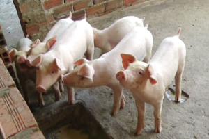 Giá heo hơi hôm nay 22/3/2024: Tăng nhẹ 1.000 đồng/kg ở một vài nơi