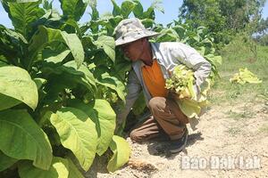 Nông dân Krông Bông được mùa thuốc lá