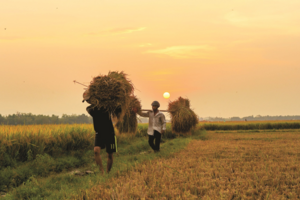 Giá lúa gạo hôm nay 26/3/2024: Giá gạo bật tăng 50 - 300 đồng/kg