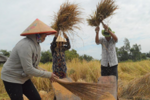 Giá lúa gạo hôm nay 27/3/2024: Giá gạo xuất khẩu giảm nhẹ
