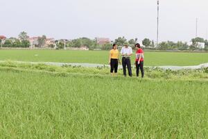 Hà Nội: Ngăn chặn nạn chuột cắn phá lúa Xuân