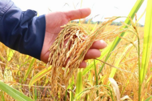Giá lúa gạo hôm nay 28/3/2024: Giá lúa giảm nhẹ 100 đồng/kg