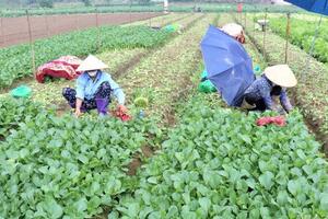 Hà Nội: Nâng cao hiệu quả kinh tế tập thể trong nông nghiệp, nông thôn