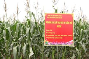 Hà Nội đưa giống cây trồng chất lượng cao vào sản xuất