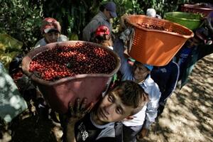 Giá cà phê xuất khẩu tăng mạnh, Robusta lại phá kỷ lục