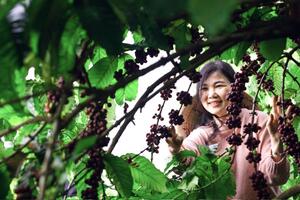Nữ giám đốc IT đi lên từ cà phê sạch trên đất đỏ bazan