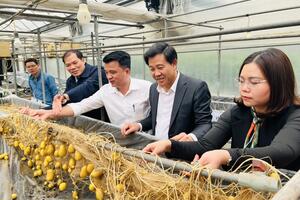 Hà Nội đưa chính sách nông nghiệp vào cuộc sống