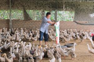 Chủ động phòng, chống bệnh cúm lây từ gia cầm sang người