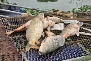 Cục Thủy sản thông tin nguyên nhân cá chết hàng loạt ở Hải Dương