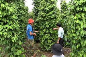 Giá tiêu hôm nay 10/4: Trôi gần về mốc 90.000 đồng/kg, chuyên gia cảnh báo