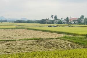 Quảng Ngãi: lúa Đông Xuân 2023-2024 được mùa, được giá