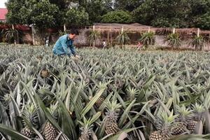 Bắc Giang: dứa Hương Sơn được mùa, nông dân phấn khởi
