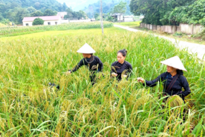 Giá lúa gạo hôm nay 15/4/2024: các kho hỏi mua lúa khô nhiều, giao dịch ổn định