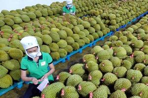 Liên kết sản xuất để tăng giá trị trái cây xuất khẩu