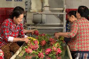 Xuất khẩu thuận lợi, giá thanh long tăng vọt