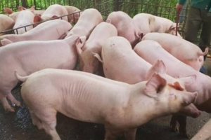 Giá heo hơi hôm nay 22/4/2024: tăng rải rác 1.000 - 2.000 đồng/kg tại nhiều địa phương