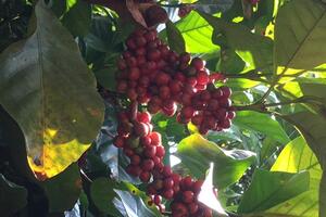 Giá cà phê hôm nay 22/4: chuyên gia dự báo vẫn rộng cửa tăng tuần này