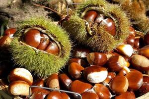 Phát triển mô hình trồng cây dẻ Trùng Khánh tại Bắc Giang