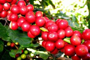 Giá cà phê hôm nay 26/4: Robusta cao nhất lịch sử, chưa có dấu hiệu ngừng