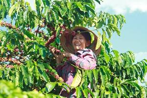 Giá cà phê xuất khẩu tiếp tục lao dốc, cà phê Arabica giảm về mức thấp nhất 1 tháng