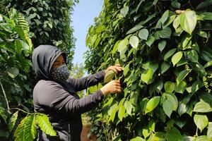 Giá tiêu hôm nay 6/5: giá tiêu vượt cà phê, tuần này còn tăng tiếp?