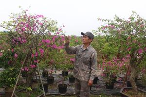 Nâng tầm những vùng hoa, cây cảnh thương hiệu Hà Nội