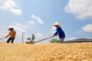 Giá lúa gạo hôm nay 10/5/2024: giá gạo tăng giảm trái chiều