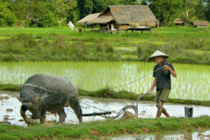 Giá lúa gạo hôm nay 14/5/2024: giá gạo bật tăng