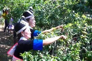 Nghệ An: đặc sắc ngày hội hái mận nơi miền biên viễn