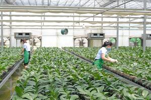 Hà Nội: phát triển nghề trồng hoa thành ngành kinh tế mũi nhọn