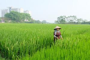 Huyện Sóc Sơn tập trung phòng trừ sâu bệnh hại lúa