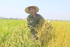 Giá lúa gạo hôm nay 24/5/2024: giá gạo bật tăng 4.000 đồng/kg