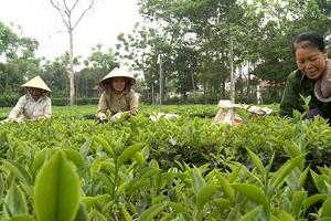 Hà Nội nâng giá trị cây chè