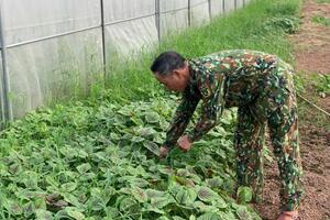 Hà Nội nhân rộng diện tích sản xuất theo tiêu chuẩn VietGAP