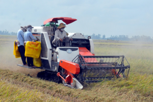 Giá lúa gạo hôm nay 30/5/2024: giá gạo xuất khẩu neo ở mức thấp