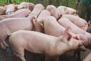 Giá heo hơi hôm nay 3/6/2024: cao nhất 70.000 đồng/kg