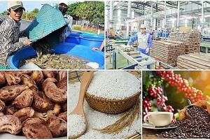 Xuất khẩu nông sản sang Trung Quốc: Dòng chảy tiếp tục được khơi thông