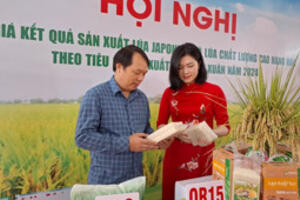 Trồng lúa có lãi, dân không bỏ ruộng