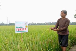 Hà Nội tìm cách “phổ cập” giống lúa chất lượng cao