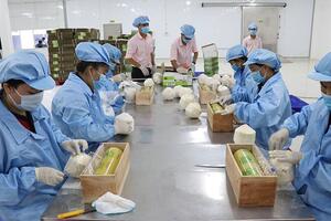 Xuất khẩu nông sản sang EU: nâng chất lượng để giảm rủi ro