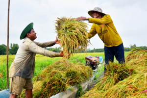 Giá lúa gạo hôm nay 20/6/2024: giá lúa giảm nhẹ