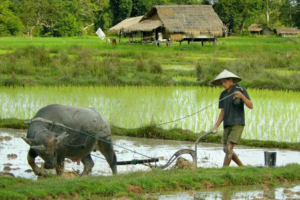 Giá lúa gạo hôm nay 28/6/2024: giá gạo giảm nhẹ 100 - 150 đồng/kg
