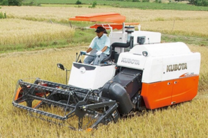 Giá lúa gạo hôm nay 2/7/2024: giá gạo giảm 100 đồng/kg
