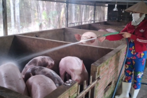 Giá heo hơi hôm nay 2/7/2024: giảm nhẹ 1.000 -2.000 đồng/kg