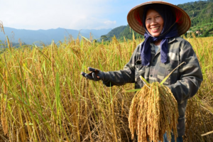 Giá lúa gạo hôm nay 3/7/2024: giá gạo giảm nhẹ