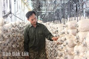 Tạo sự phát triển bền vững cho nghề trồng nấm