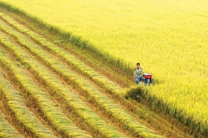 Giá lúa gạo hôm nay 4/7/2024: đồng loạt giảm nhẹ