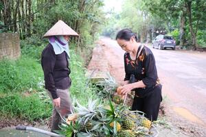 Vĩnh Phúc: lưu luyến “dứa rừng lim” Đạo Trù